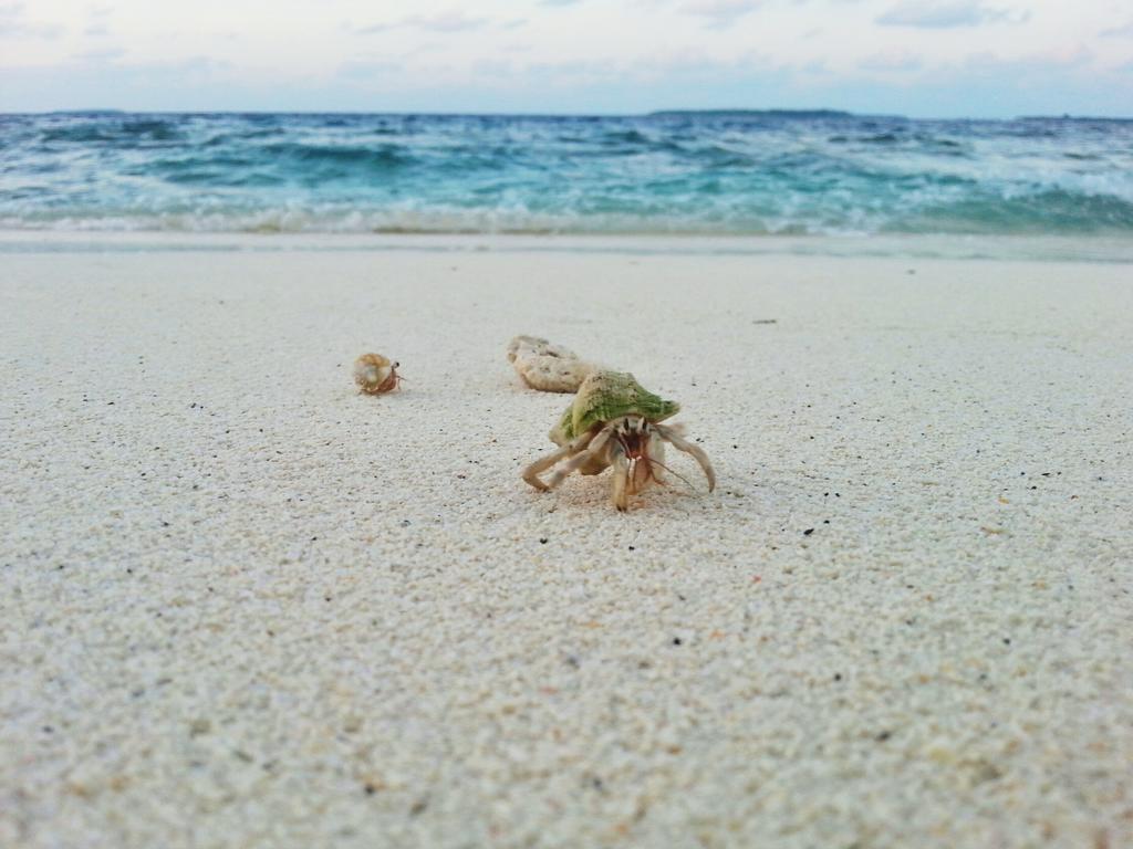 Lvis Blancura Hotel Dharavandhoo Luaran gambar