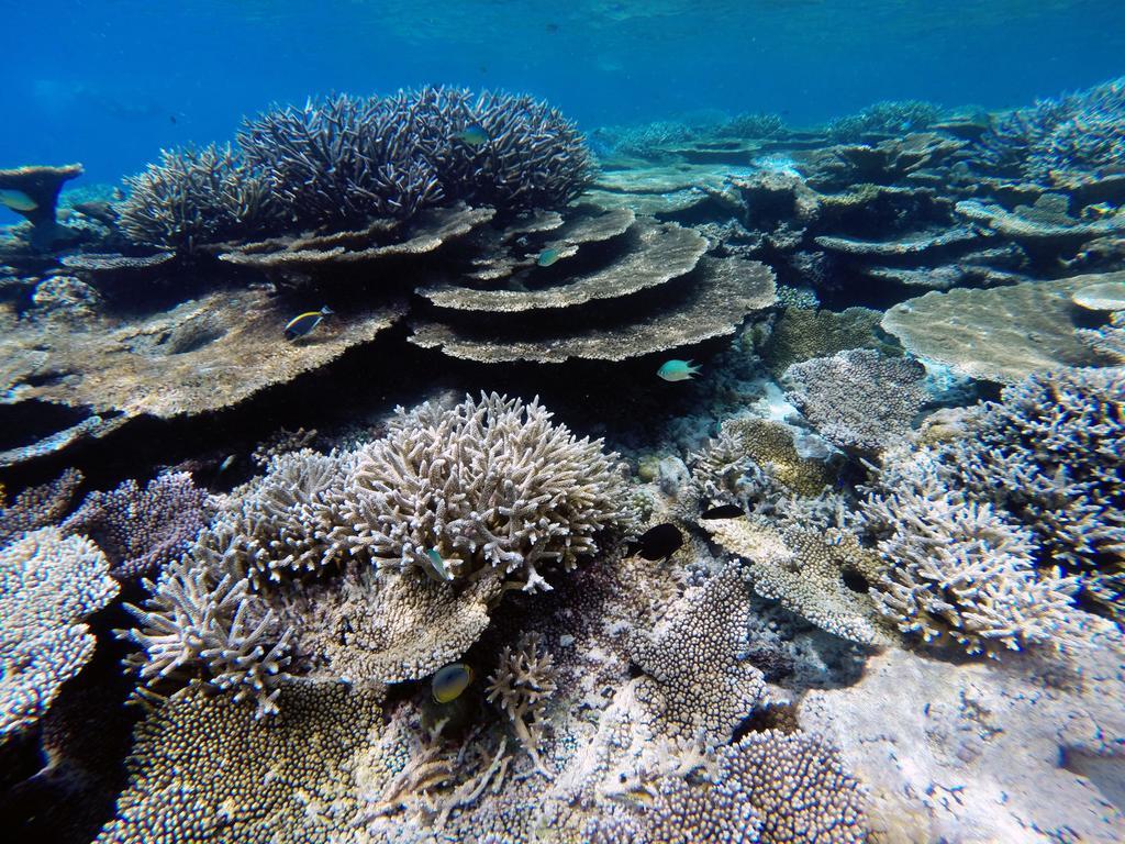 Lvis Blancura Hotel Dharavandhoo Luaran gambar